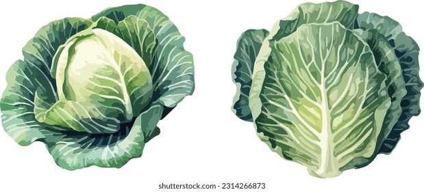 Cabbage clipart, isolated vector illustration.