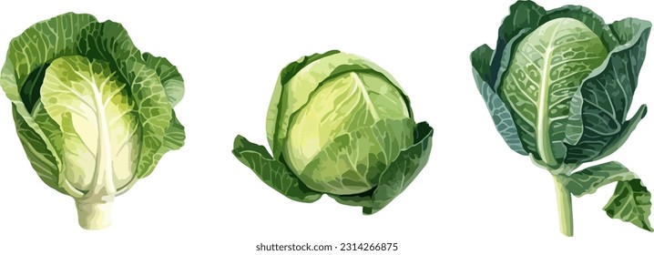 Cabbage clipart, isolated vector illustration.