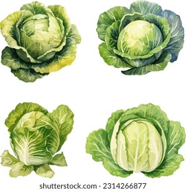 Cabbage clipart, isolated vector illustration.