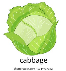 Cabbage Clipart. Vector Illustration Of Cabbage Flashcard. Hand-drawn Cabbage