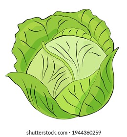 Cabbage Clipart. Vector Illustration Of Cabbage. Hand-drawn Cabbage