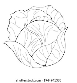 cabbage black and white clipart