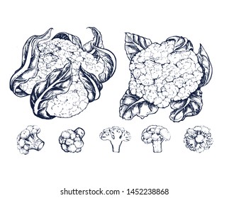 Сauliflower Cabbage collection botanical hand drawn Isolated vector illustration. Organic vegetarian product. Сauliflower set applicable for restaurant menu or packaging, label, poster. Engraving