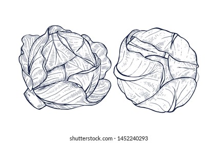 Cabbage collection botanical hand drawn Isolated vector illustration. Organic vegetarian product. Cabbage set applicable for restaurant menu or packaging, label, poster, print. Engraving style.