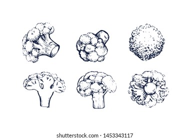 Сauliflower Cabbage collection botanical hand drawn Isolated vector illustration. Organic vegetarian product. Сauliflower set applicable for restaurant menu or packaging, label, poster. Engraving