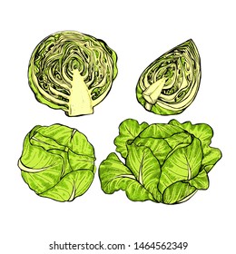 Cabbage collection botanical hand drawn Isolated vector illustration. Organic vegetarian product. Cabbage set applicable for restaurant menu or packaging, label, poster, print. Engraving style.