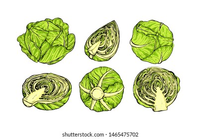 Cabbage collection botanical hand drawn Isolated vector illustration. Organic vegetarian product. Cabbage set applicable for restaurant menu or packaging, label, poster, print. Engraving style.