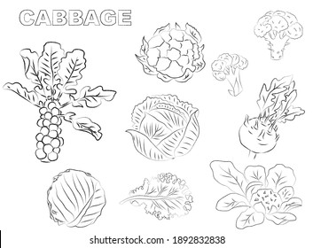 Cabbage collection botanical hand drawn Isolated vector illustration. Organic vegetarian product. Cabbage set applicable for restaurant menu or packaging, label, poster, print. 