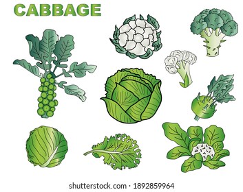 Cabbage collection botanical hand drawn Isolated vector illustration. Organic vegetarian product. Cabbage set applicable for restaurant menu or packaging, label, poster, print. 