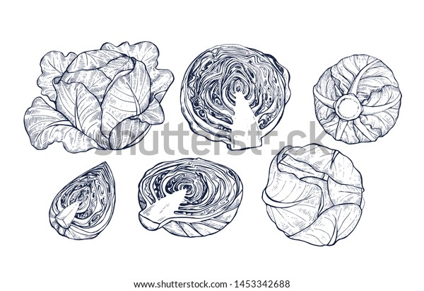 Cabbage collection botanical hand drawn Isolated\
vector illustration. Organic vegetarian product. Cabbage set\
applicable for restaurant menu or packaging, label, poster, print.\
Engraving style.