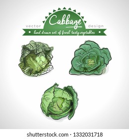 Cabbage Collection of fresh vegetables with leaf. Vector illustration. Isolated	