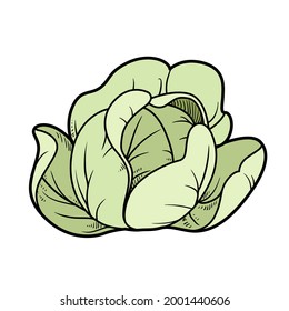 Cabbage color variation for coloring page isolated on white background