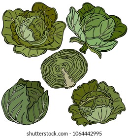 Cabbage colored illustration, vector