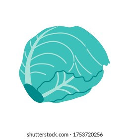 Cabbage concept, fresh vegetable in flat style. Graphic elements of vegetarian food. Vector illustration isolated on white background.