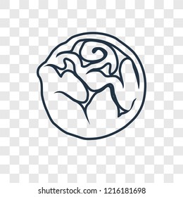 Cabbage concept vector linear icon isolated on transparent background, Cabbage concept transparency concept in outline style
