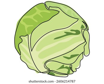 Cabbage in continuous line drawing on white background.
