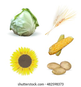 cabbage, corn, sunflower, ears of wheat, potatoes, set of vegetables, isolated vector