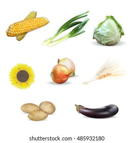 cabbage, corn, sunflower, ears of wheat, potatoes, set of vegetables, isolated vector, eggplant, green onion