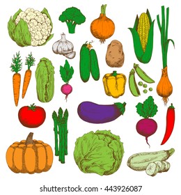 Cabbage, cucumber, cauliflower and asparagus, sweet corn, pumpkin, carrot and beet, ripe tomato, potato, eggplant and zucchini, pes, pepper, onion and garlic, broccoli and radish vegetables sketches