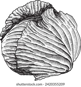 Cabbage with detailed engraving style