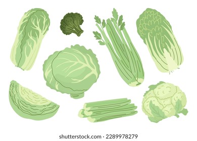 Cabbage of different feeds. A set of cruciferous vegetables after harvest. Farm products, organic farming. Vector illustration for farmers and food markets. Isolated objects. 