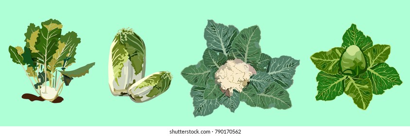 cabbage of different species grows on the bed: Chinese cabbage, Cauliflower, Savoy cabbage, Kohlrabi