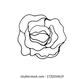 Cabbage - Doodle style. Vector isolated illustration with vegetables. Printing on paper, fabrics, dishes, posters, mugs. Garden cabbage on a white background. Separate element. Hand drawing. Vegan.