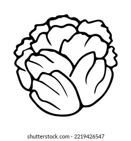 Cabbage doodle vector illustration, tasty vegetable, vegetarian food.