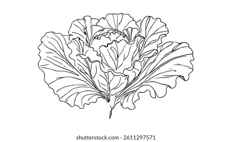 cabbage drawn in continuous line in minimalism, healthy eating, vegetarianism, vegetable, garden plant, one line, editable vector contour