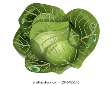 cabbage with drops of water. 10 EPS