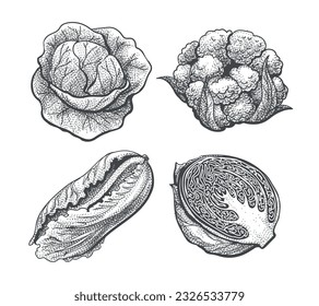 Cabbage engraved outline hand drawn sketch set. Cabbage romaine lettuce half of purple cabbage cauliflower vintage etching healthy diet organic vegetables isolated vector design
