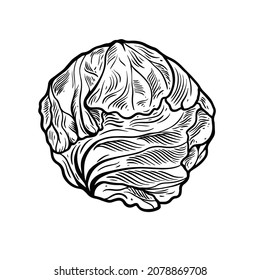 Cabbage engraving style. Black color sketch art. Vector illustration. Isolated on white background.