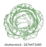 Cabbage, farm vegetable. Vector illustration in sketch style.
