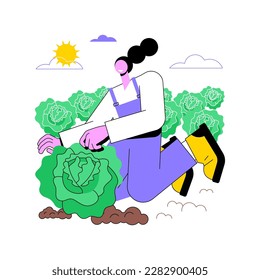 Cultivo de col aislado ilustraciones de vectores de dibujos animados. Cultivando col en el campo, industria agrícola, trabajo agroindustrial, sector de elaboración y producción, caricatura vectorial de crecimiento de verduras.