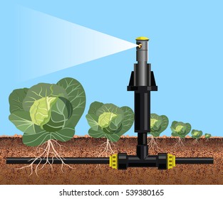 Cabbage field watering. Vector illustration