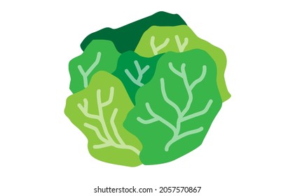 Cabbage flat design isolated on white background EPS 10.