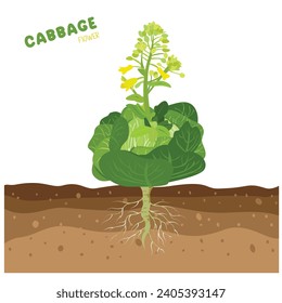 Cabbage with flowers. Cabbage blooms. Green leaves plant. Cabbage life cycle. Vegetables vector. Flat vector in cartoon style isolated on white background