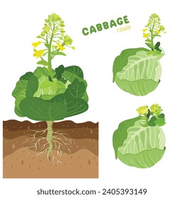 Cabbage with flowers. Cabbage blooms. Green leaves plant. Cabbage life cycle. Vegetables vector. Flat vector in cartoon style isolated on white background. 