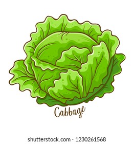 Cabbage fresh natural vegetable, hand drawn vector illustration isolated