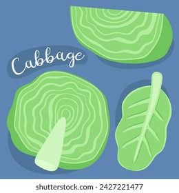 Cabbage. Fresh organic green vegetable. Ingredient for cooking. Vector illustration. Cabbage leaf,  half and piece of fresh cabbage. 