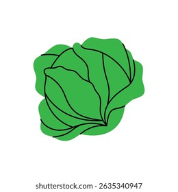 Repollo. Vegetales orgánicos frescos. Ilustración vectorial