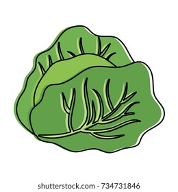 cabbage fresh vegetable icon