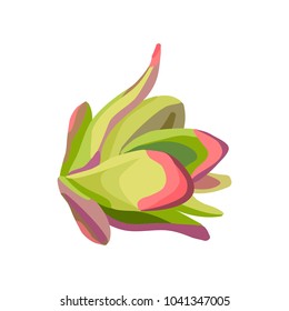 Cabbage. Fresh vegetable for the menu. Icon. Isolated object. Vector illustration