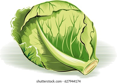 Cabbage, freshly picked.