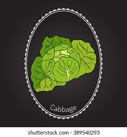 Cabbage - garden plant, vegetable collection. Hand drawn botanical vector illustration