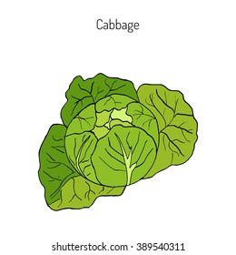 Cabbage - garden plant, vegetable collection. Hand drawn botanical vector illustration