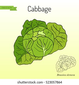 Cabbage - garden plant, vegetable collection. Hand drawn botanical vector illustration