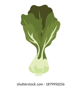 cabbage with a green color vector illustration design
