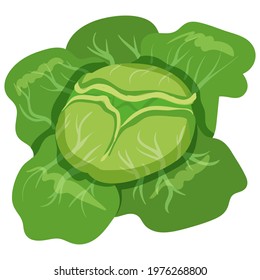 Cabbage with green leaves, healthy nutrition organic product. Vector hand cartoon draw flat trendy style white background