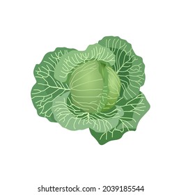 Cabbage, cabbage with green leaves, side view of cabbage and cut headed isolated on white background, vector illustration.